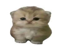 1771697856620.jpg